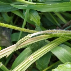 Plantago debilis at Surf Beach, NSW - 30 Aug 2020