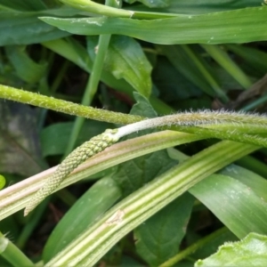 Plantago debilis at Surf Beach, NSW - 30 Aug 2020 11:11 AM