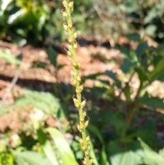 Plantago debilis at Surf Beach, NSW - 30 Aug 2020 11:11 AM