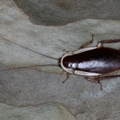 Methana parva (Spined Methana Cockroach) at Broulee Moruya Nature Observation Area - 29 Aug 2020 by jb2602