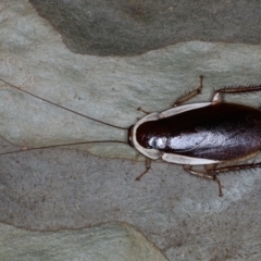 Methana parva (Spined Methana Cockroach) at Mossy Point, NSW - 29 Aug 2020 by jb2602