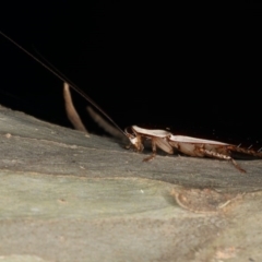 Methana parva at Mossy Point, NSW - 29 Aug 2020