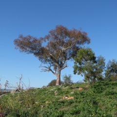 Eucalyptus sp. (A Gum Tree) at Callum Brae - 30 Aug 2020 by MisaCallaway