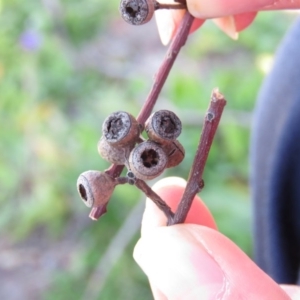 Eucalyptus sp. at Jerrabomberra, ACT - 30 Aug 2020