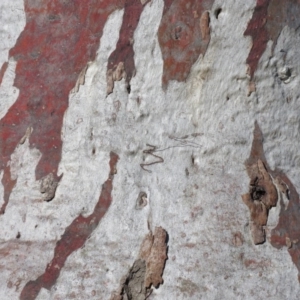 Eucalyptus sp. at Jerrabomberra, ACT - 30 Aug 2020