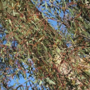 Eucalyptus sp. at Jerrabomberra, ACT - 30 Aug 2020