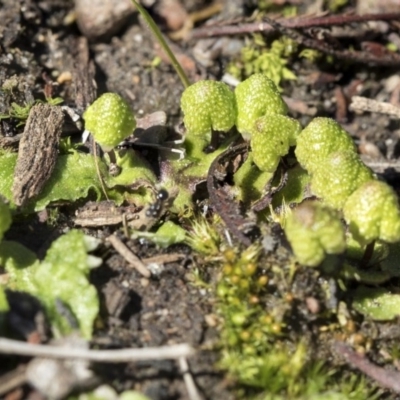 Asterella drummondii (A thallose liverwort) at Bruce, ACT - 28 Aug 2020 by AlisonMilton