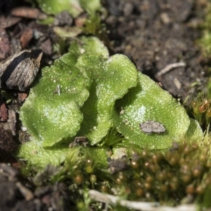 Asterella drummondii at Bruce, ACT - 28 Aug 2020