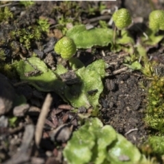 Asterella drummondii at Bruce, ACT - 28 Aug 2020