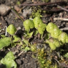 Asterella drummondii at Bruce, ACT - 28 Aug 2020