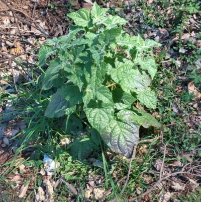 Physalis peruviana (Cape Gooseberry) at Surf Beach, NSW - 30 Aug 2020 by LyndalT