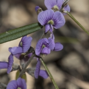 Hovea heterophylla at Bruce, ACT - 28 Aug 2020