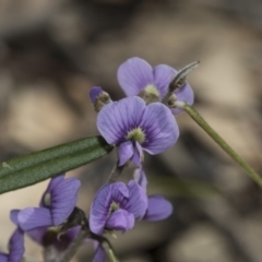 Hovea heterophylla at Bruce, ACT - 28 Aug 2020