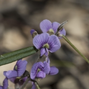 Hovea heterophylla at Bruce, ACT - 28 Aug 2020 12:05 PM