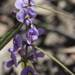 Hovea heterophylla at Bruce, ACT - 28 Aug 2020