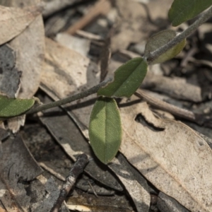 Hovea heterophylla at Bruce, ACT - 28 Aug 2020