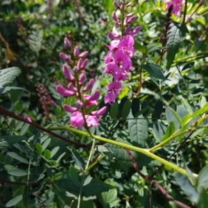 Indigofera australis subsp. australis at Surf Beach, NSW - 30 Aug 2020