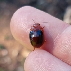 Paropsisterna liturata at Surf Beach, NSW - 30 Aug 2020