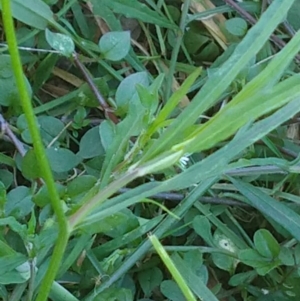 Wahlenbergia gracilis at Surf Beach, NSW - 30 Aug 2020 11:34 AM