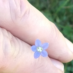 Wahlenbergia gracilis at Surf Beach, NSW - 30 Aug 2020