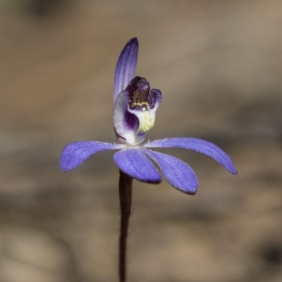 Cyanicula caerulea (Blue Fingers, Blue Fairies) at Bruce, ACT - 28 Aug 2020 by AlisonMilton