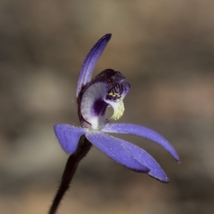 Cyanicula caerulea at Undefined Area - suppressed