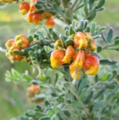 Grevillea alpina (Mountain Grevillea / Cat's Claws Grevillea) at Albury - 30 Aug 2020 by ClaireSee