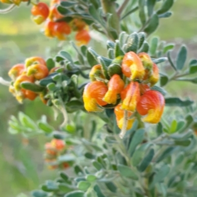 Grevillea alpina (Mountain Grevillea / Cat's Claws Grevillea) at Albury - 30 Aug 2020 by ClaireSee