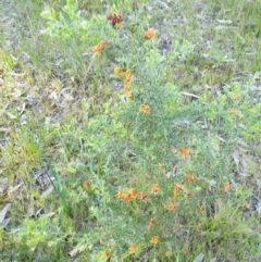 Grevillea alpina at Albury - 30 Aug 2020 07:04 AM