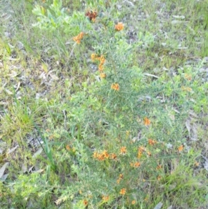 Grevillea alpina at Albury - 30 Aug 2020