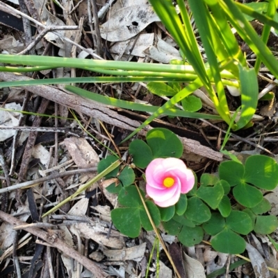 Oxalis purpurea (Large-flower Wood-sorrel) at Albury - 29 Aug 2020 by ClaireSee