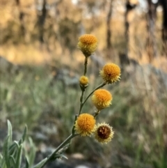 Chrysocephalum apiculatum (Common Everlasting) at Hawker, ACT - 30 Aug 2020 by annamacdonald