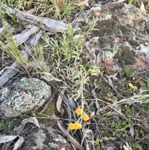 Chrysocephalum apiculatum at Hawker, ACT - 30 Aug 2020