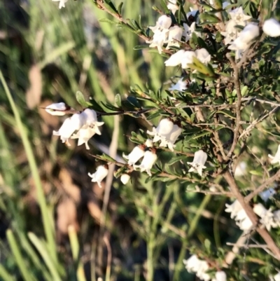 Cryptandra amara (Bitter Cryptandra) at Hawker, ACT - 30 Aug 2020 by annamacdonald