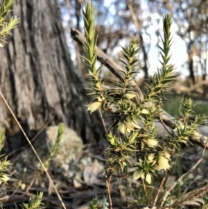 Melichrus urceolatus at Holt, ACT - 30 Aug 2020