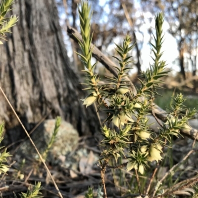 Melichrus urceolatus (Urn Heath) at Holt, ACT - 30 Aug 2020 by annamacdonald