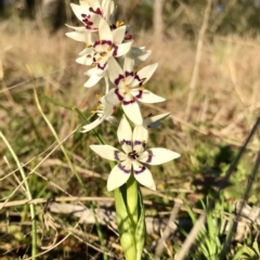 Wurmbea dioica subsp. dioica (Early Nancy) at Hawker, ACT - 30 Aug 2020 by annamacdonald