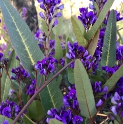 Hardenbergia violacea (False Sarsaparilla) at Hawker, ACT - 30 Aug 2020 by annamacdonald