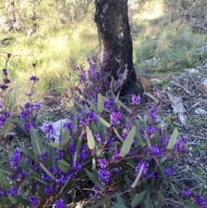 Hardenbergia violacea at Hawker, ACT - 30 Aug 2020