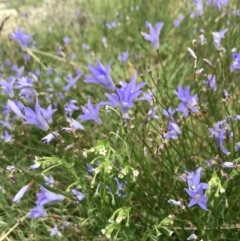 Wahlenbergia sp. (Bluebell) at Holt, ACT - 9 Apr 2020 by annamacdonald