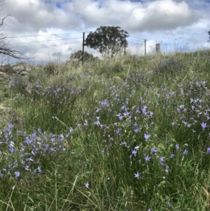 Wahlenbergia sp. at Holt, ACT - 9 Apr 2020