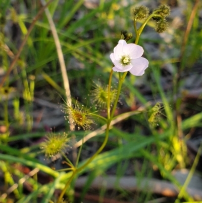 Drosera gunniana (Pale Sundew) at West Albury, NSW - 30 Aug 2020 by ClaireSee