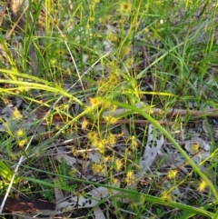 Drosera gunniana at West Albury, NSW - 30 Aug 2020