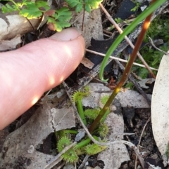 Drosera gunniana at West Albury, NSW - 30 Aug 2020