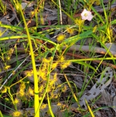 Drosera gunniana at West Albury, NSW - 30 Aug 2020 05:19 PM