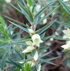 Melichrus urceolatus (Urn Heath) at Monument Hill and Roper Street Corridor - 29 Aug 2020 by ClaireSee