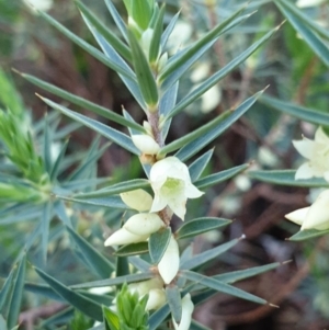 Melichrus urceolatus at Albury, NSW - 30 Aug 2020