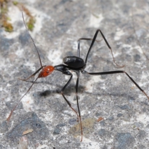 Leptomyrmex erythrocephalus at Paddys River, ACT - 30 Aug 2020