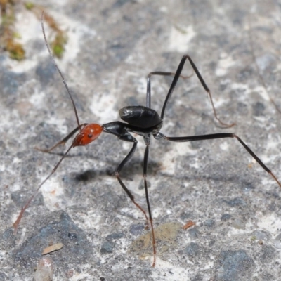 Leptomyrmex erythrocephalus (Spider ant) at Paddys River, ACT - 30 Aug 2020 by TimL