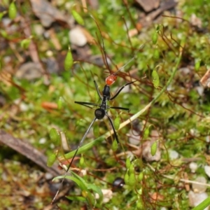 Leptomyrmex erythrocephalus at Paddys River, ACT - 30 Aug 2020